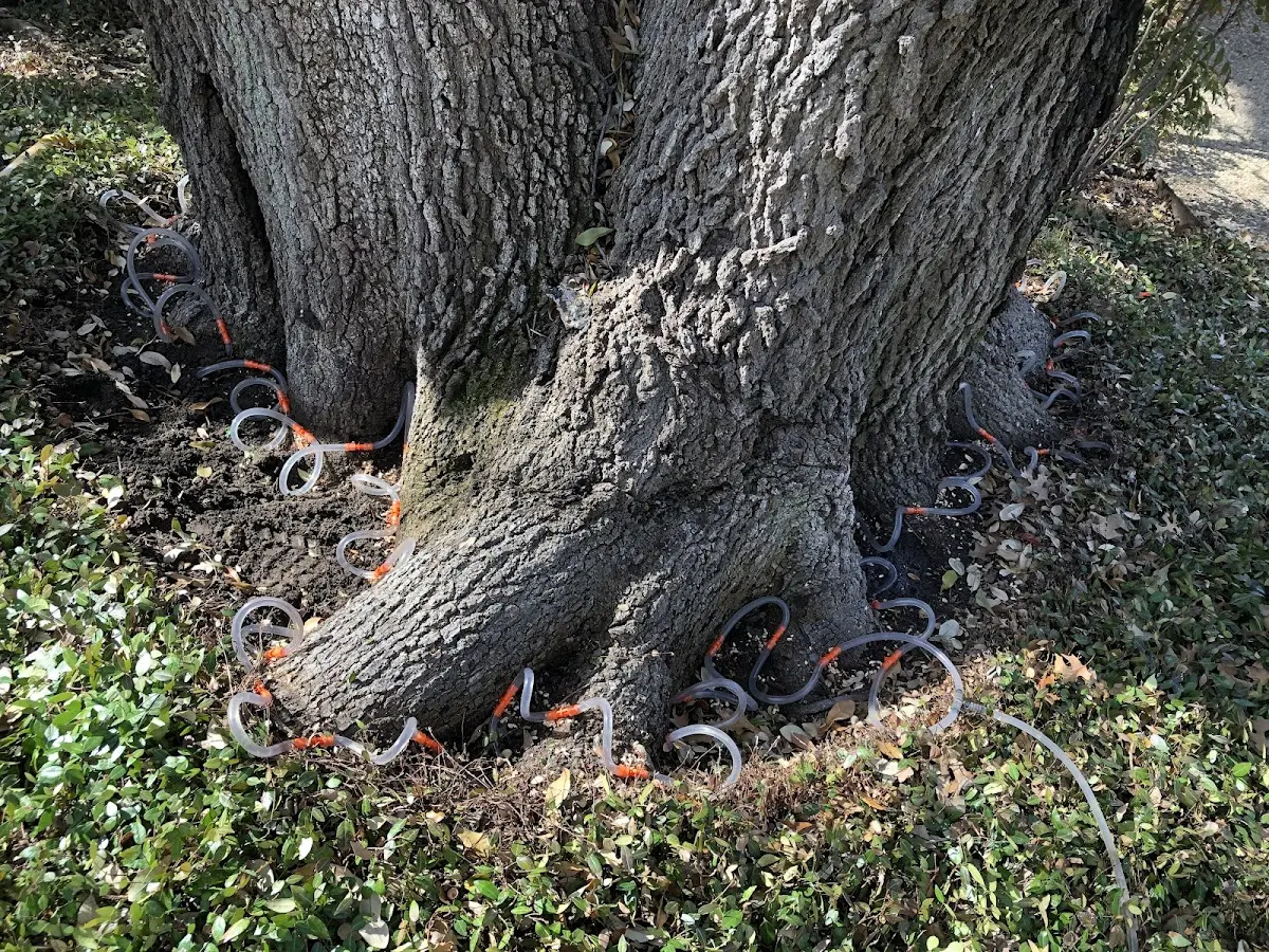 Detailed Tree Cabling and Bracing job site in Round Mountain