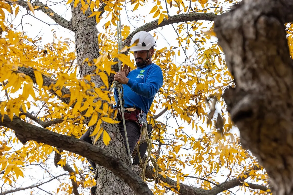 Skilled Tree Trimming crew working in Round Mountain