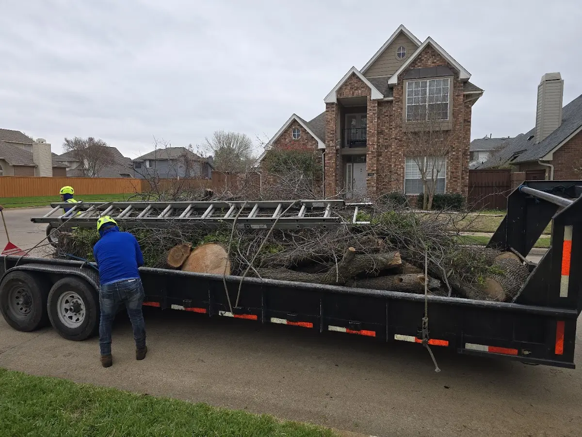 Expert Tree Removal with proper safety equipment in Round Mountain